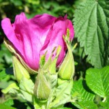 0709F 035 Travemuende-Usedom